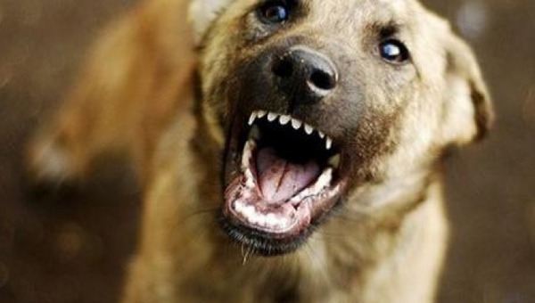 В Серпухове собака не подпускала медиков к трупу