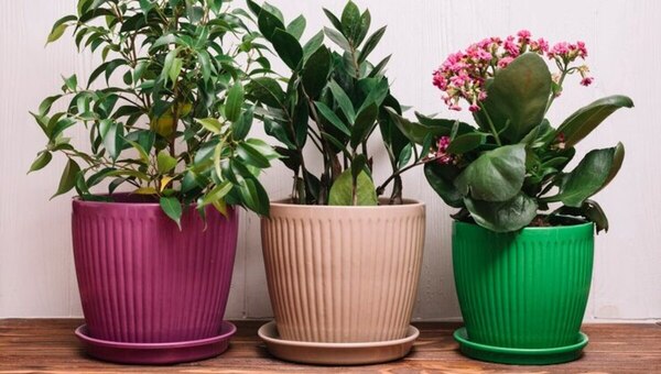 Необычный способ полива комнатных растений наполняет их жизнью