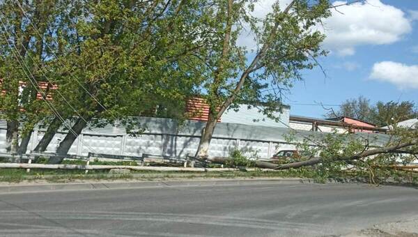 В Серпухове упавшее от ветра дерево полностью перекрыло дорогу