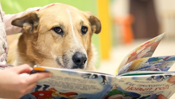 Учить детей чтению помогают собаки
