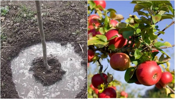 Три проверенных рецепта для подкормки яблонь весной