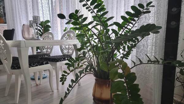 Хозяйка сделала странную процедуру комнатным цветам - и они ожили