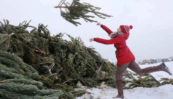 Куда сдать новогоднюю елку в Серпухове?