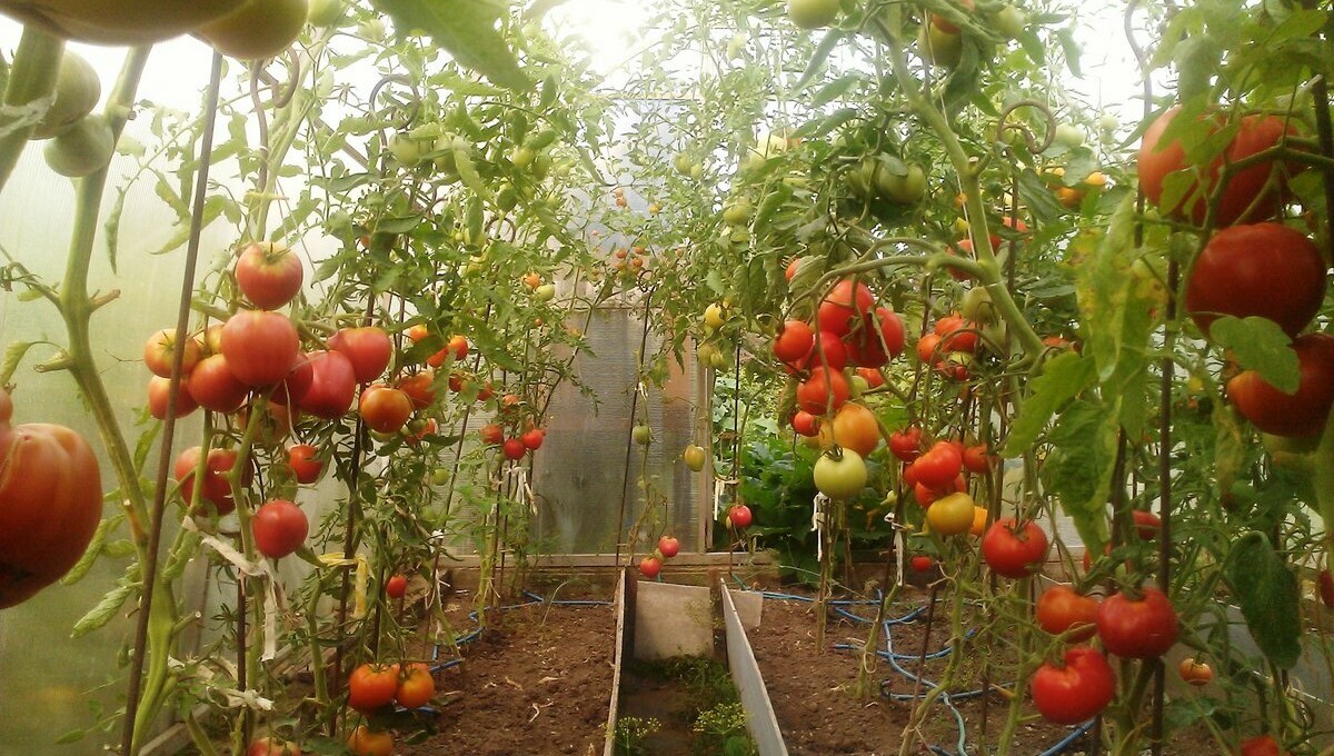 Как ухаживать за помидорами для богатого урожая