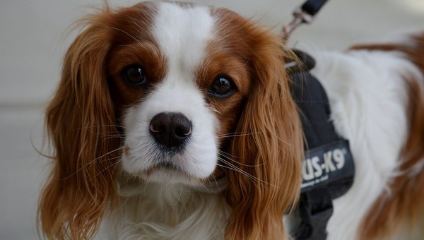 В Подмосковье собака спасла хозяйку от инсульта