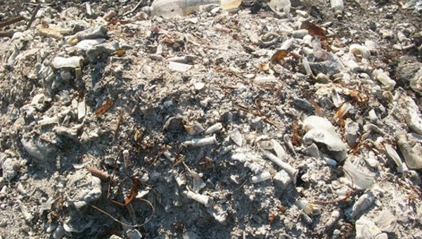 Чайки мусорного ада