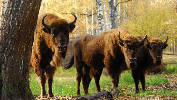 Приокско-Террасный заповедник ждет волонтеров