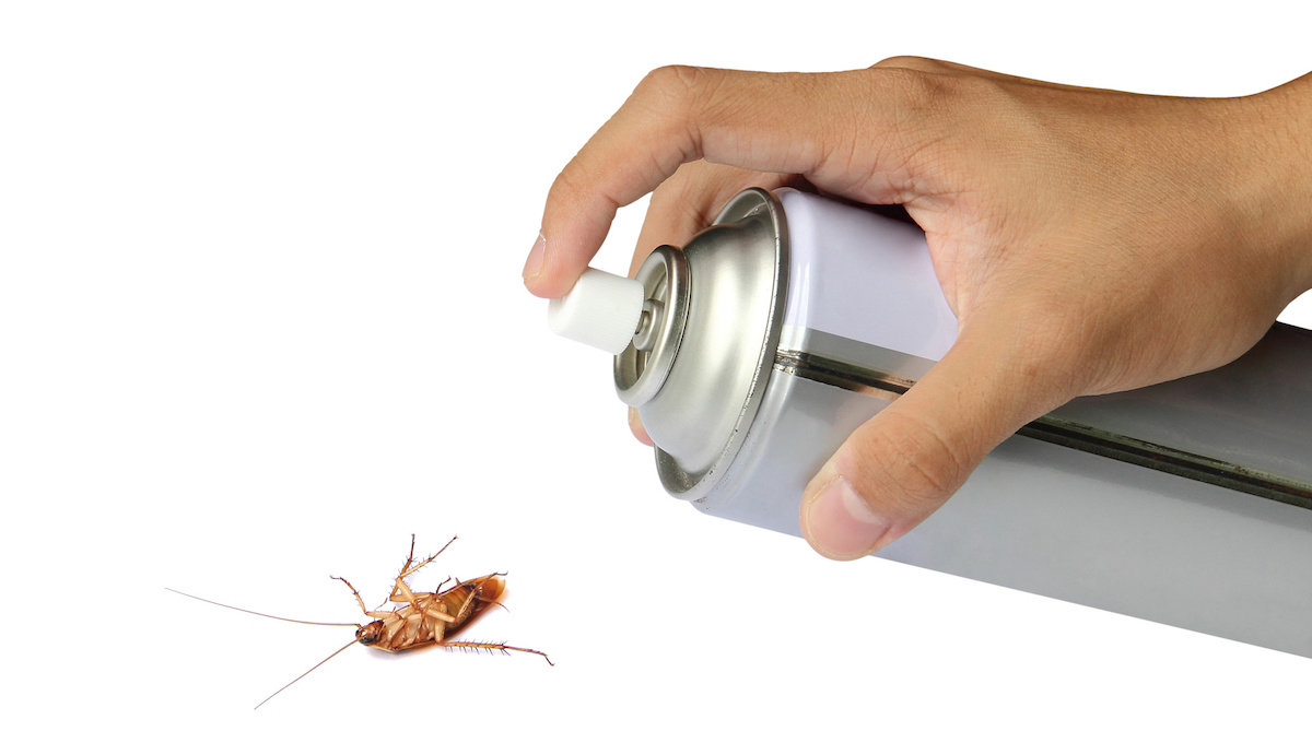 Профессиональная травля тараканов или быстрое избавление от нежелательных «соседей»