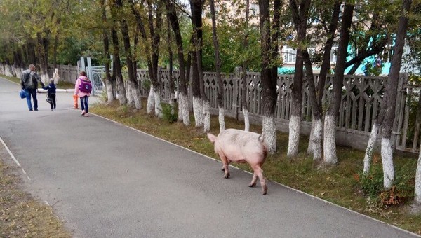 В Уральском городе начался свиной апокалипсис