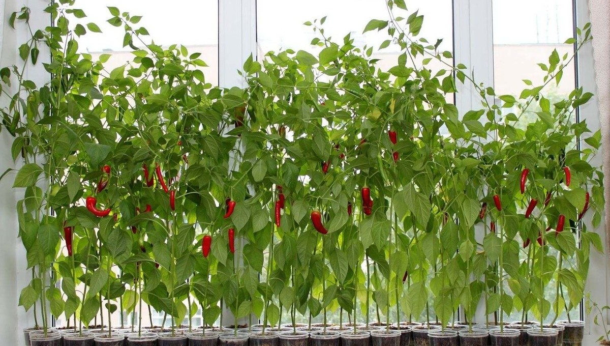 Секреты выращивания мини-перца, которые дают отличный урожай на подоконнике