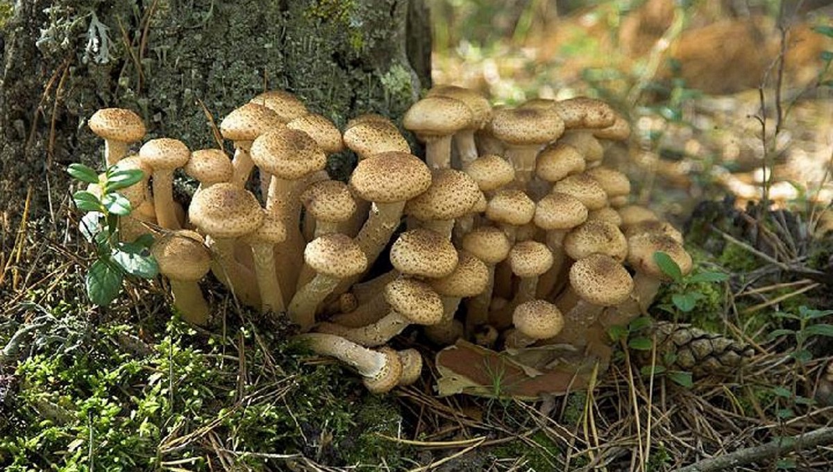 «Маленькие, но много!» Любимые грибы россиян начали собирать в Подмосковье