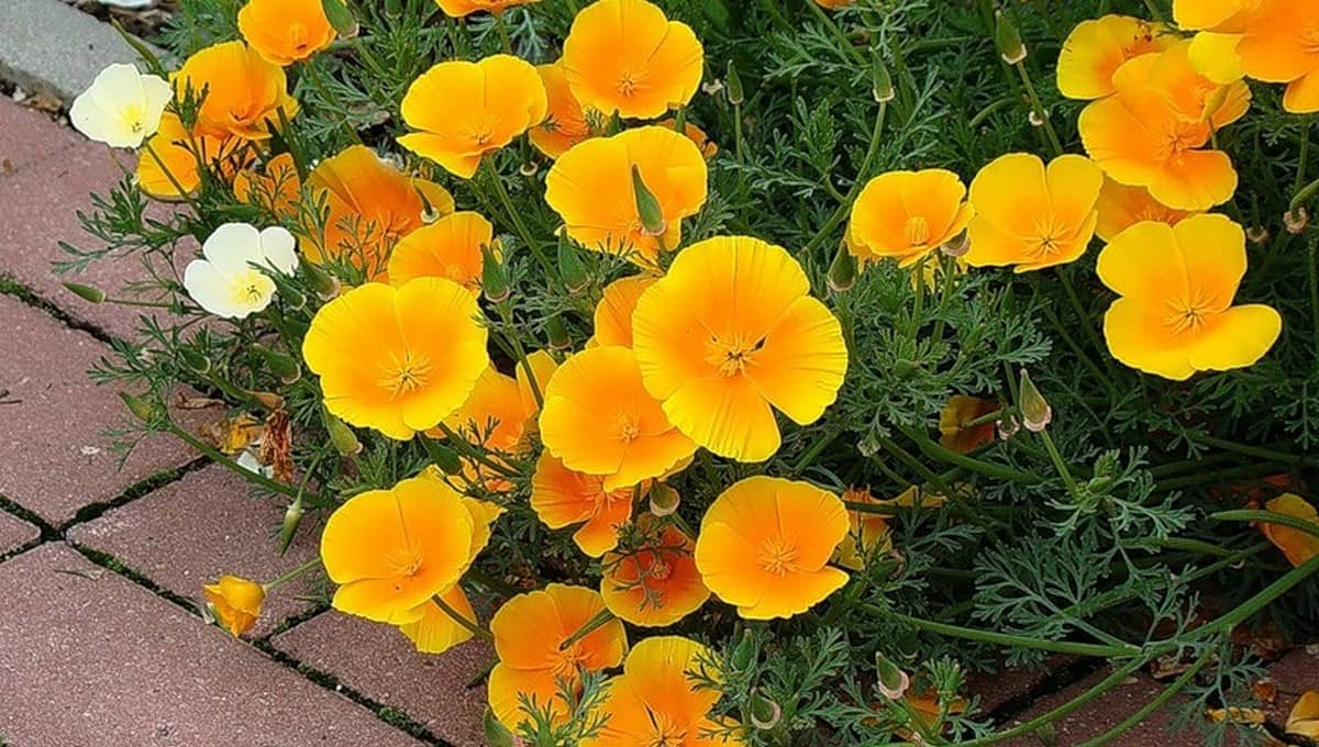 Солнечный цветок для сада без особых хлопот