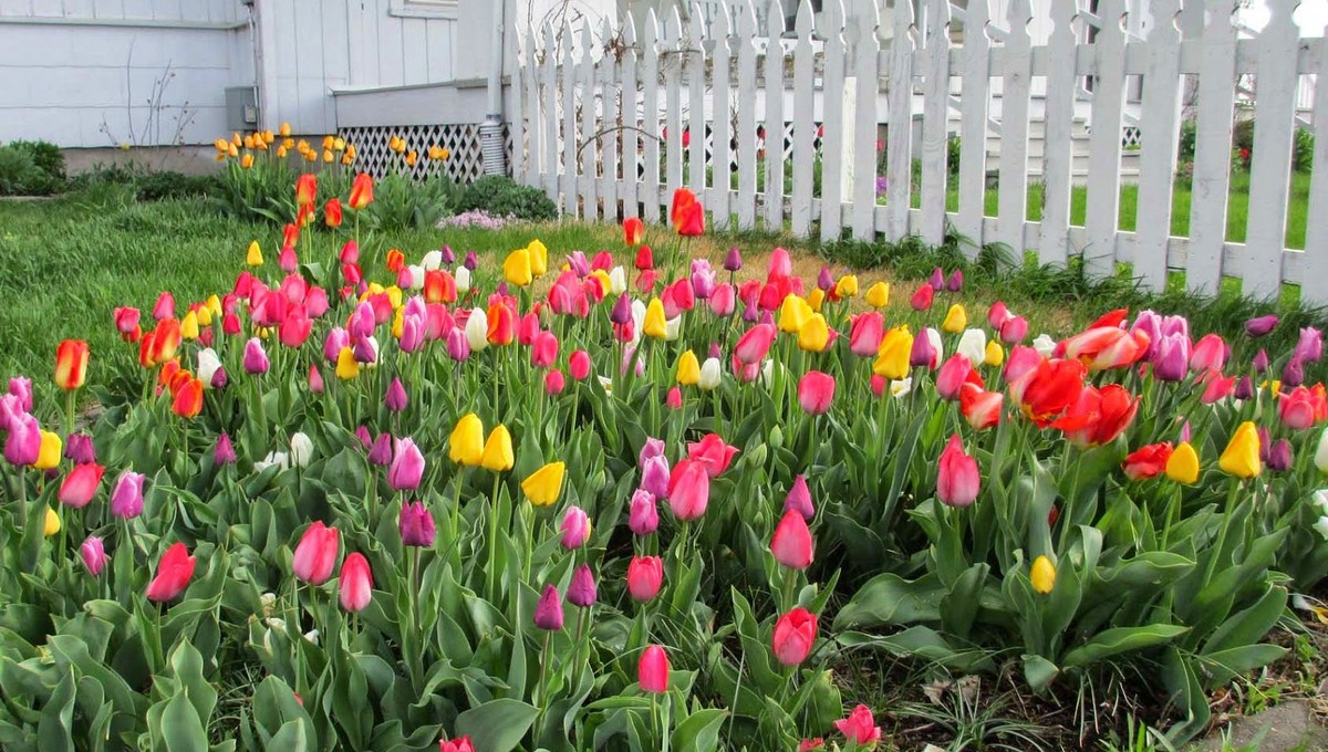 Сделайте это с тюльпанами во время цветения, чтобы радовали до 3-х недель