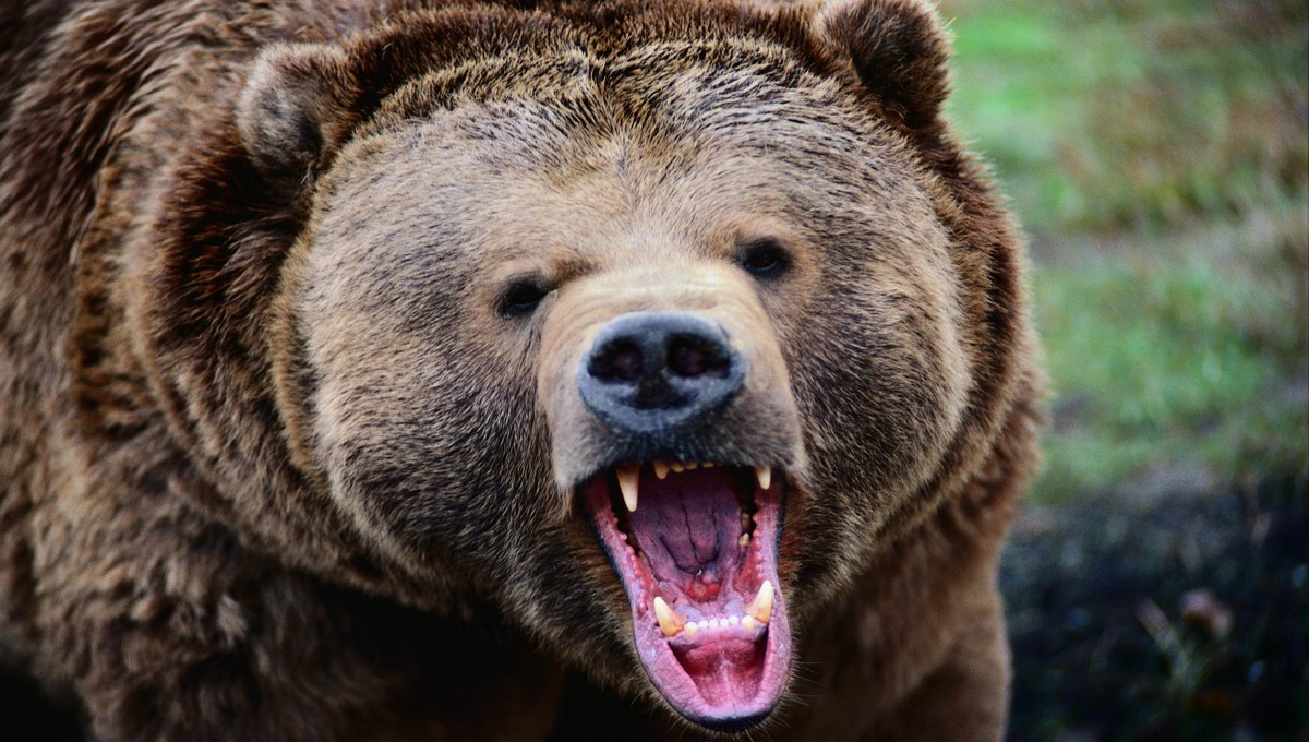 Медведь напал на мать и дочь между Серпуховом и Тулой