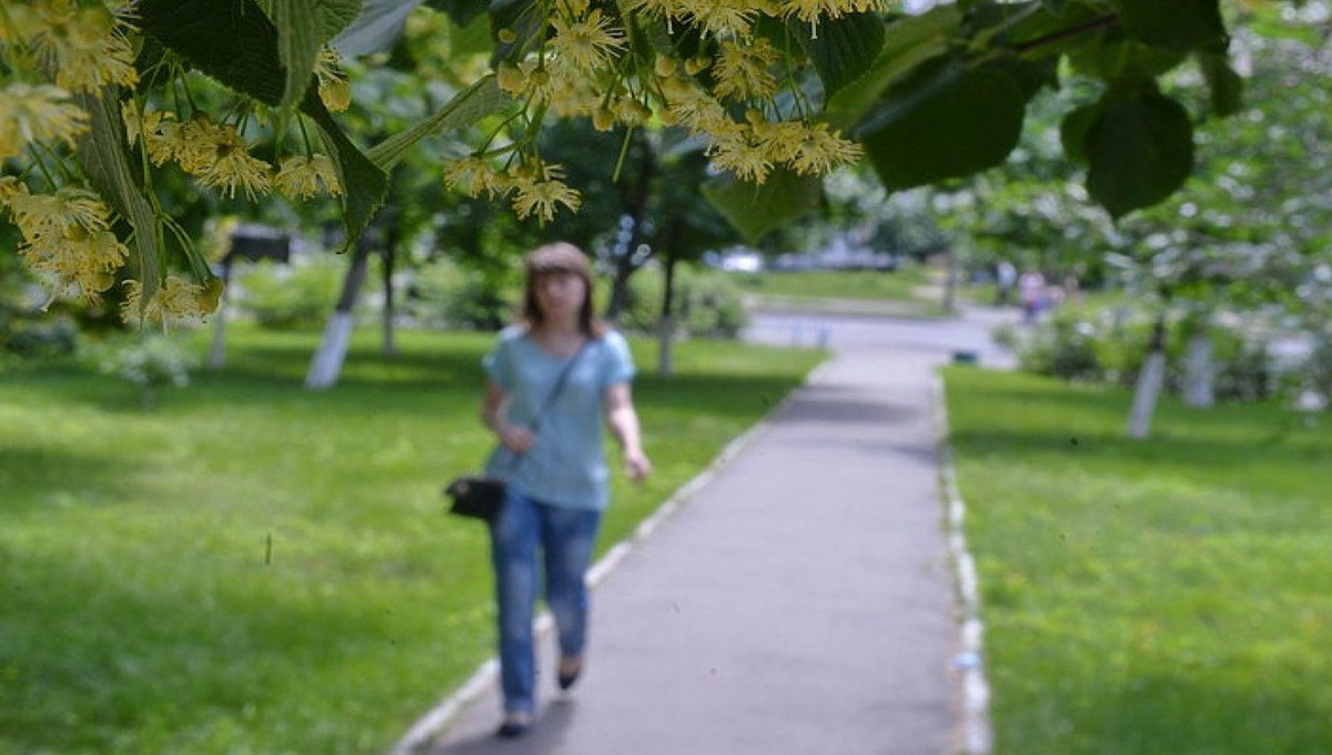 Этот ценный дар природы сейчас можно собрать, не выезжая из города