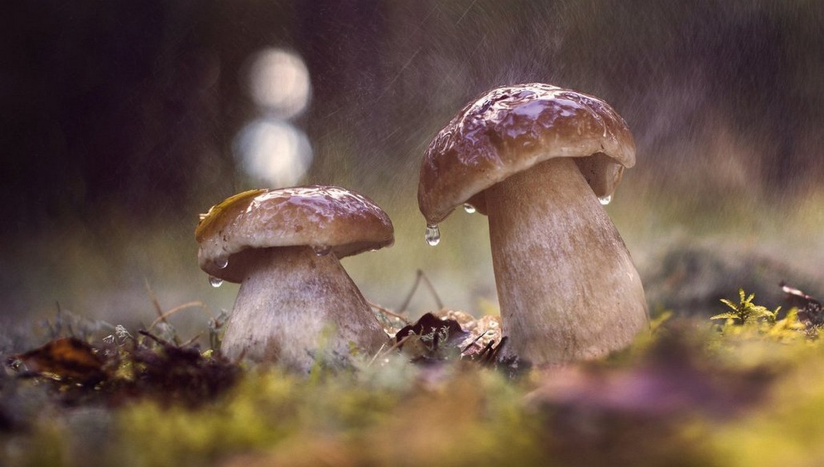 Знаток грибов Федотов дал интригующий прогноз на июнь в Подмосковье