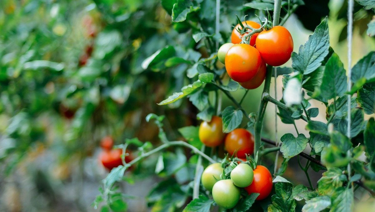 Уникальное самодельное удобрение даст томатам мощный импульс к росту
