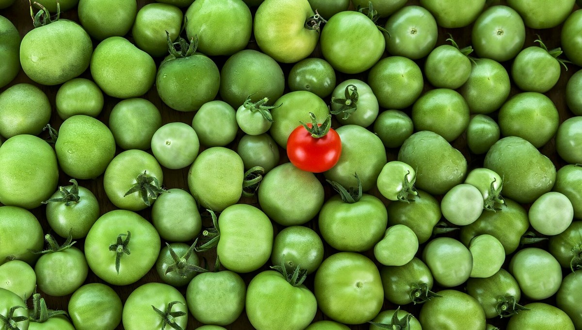 Суперпростые способы дозревания зелёных томатов