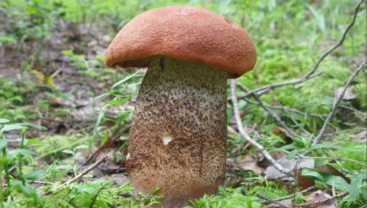 Какими грибами радуют леса в Подмосковье прямо сейчас?