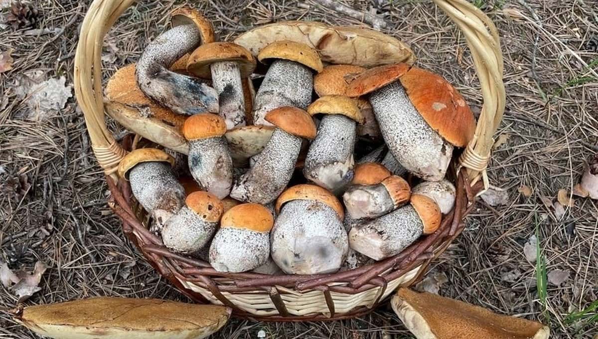 Это невероятно! Грибники в Подмосковье не могут поверить в майскую аномалию