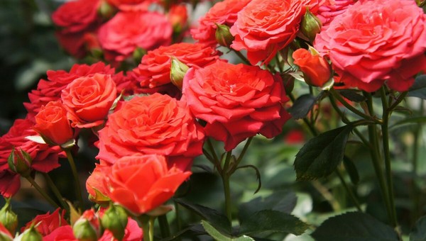 Розы будут радовать вас пышными бутонами всё лето
