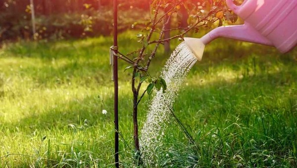 Полейте весь сад после цветения этим бесплатным средством