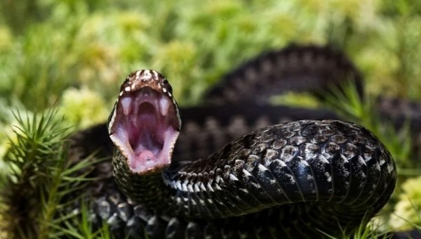 Ядовитые змеи стали нападать на жителей Подмосковья