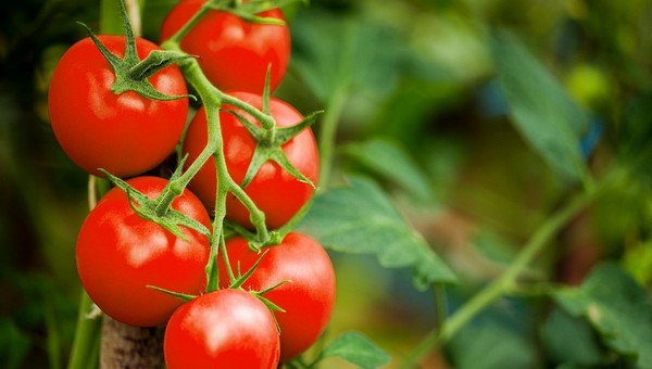 Топ-7 самых удачных раннеспелых томатов 