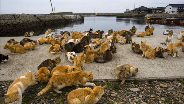 В мире найден рай для кошек и кошатников