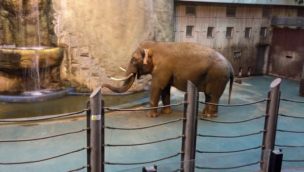 В столичном зоопарке задержан страстный любитель фауны