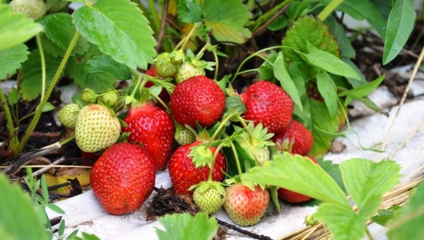Это простое удобрение нужно клубнике в июне, чтобы ягоды были крупными