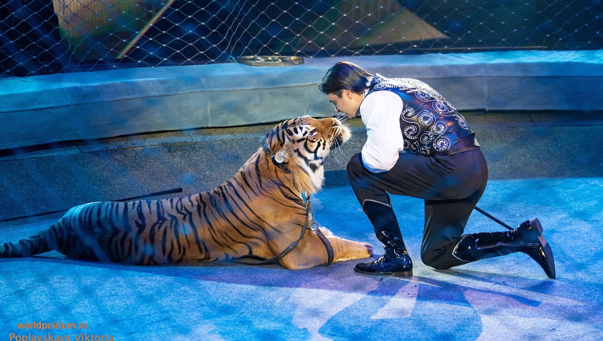 Использование животных в цирке хотят запретить