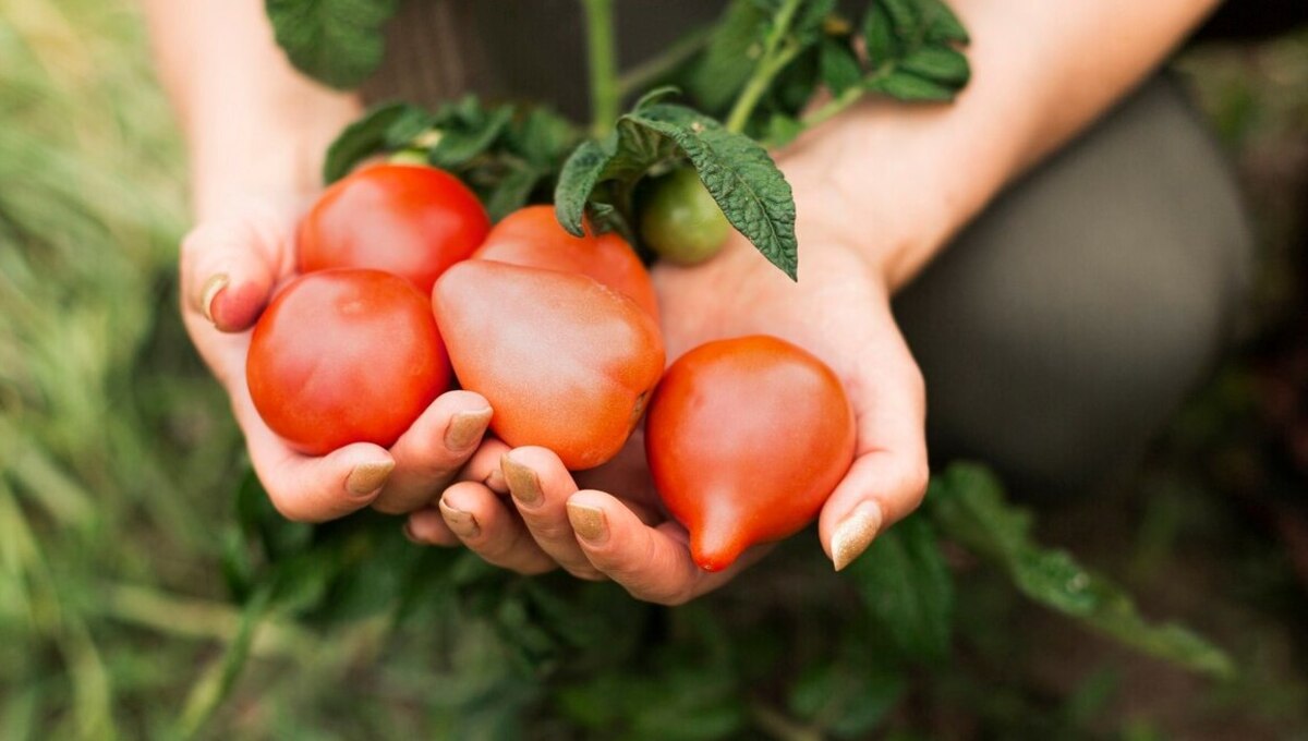 Пять сортов томатов, которые будут плодоносить вопреки всему