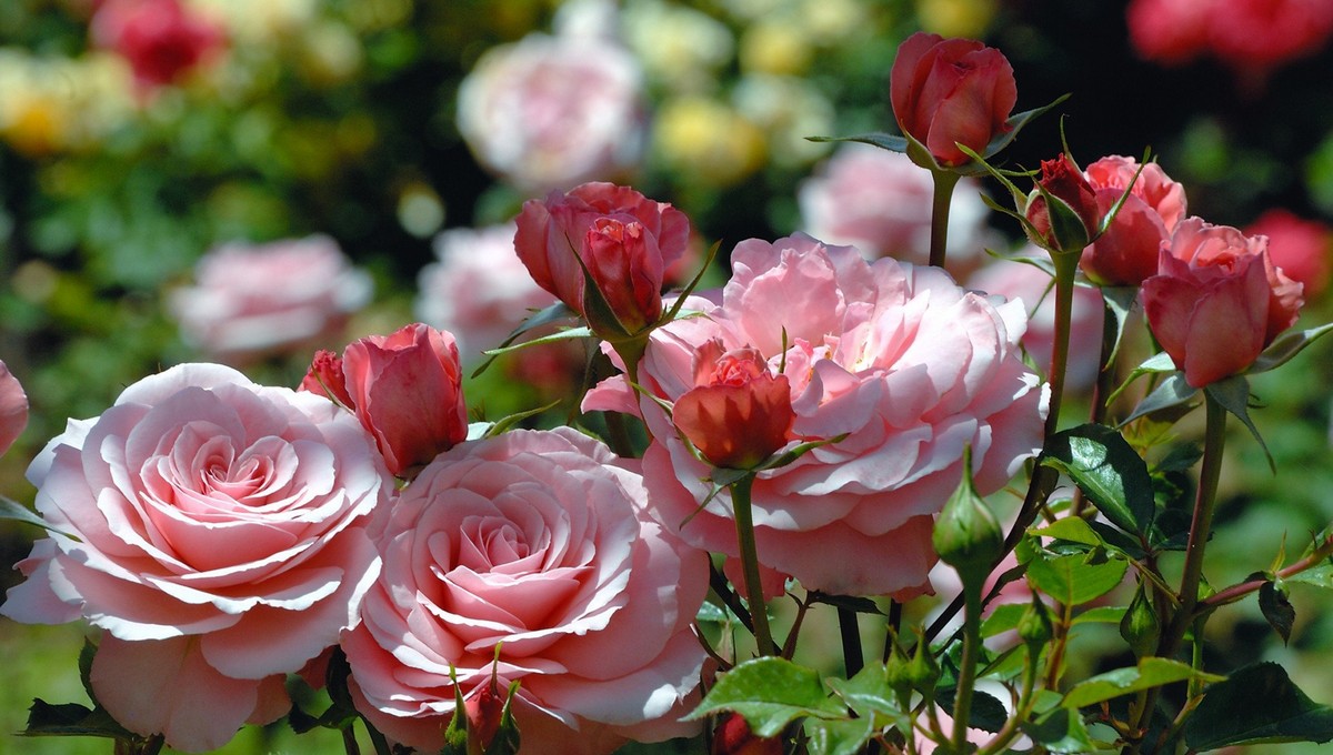 Секретная подкормка для роз: переживут зиму, а летом будут цвести как не в себе 