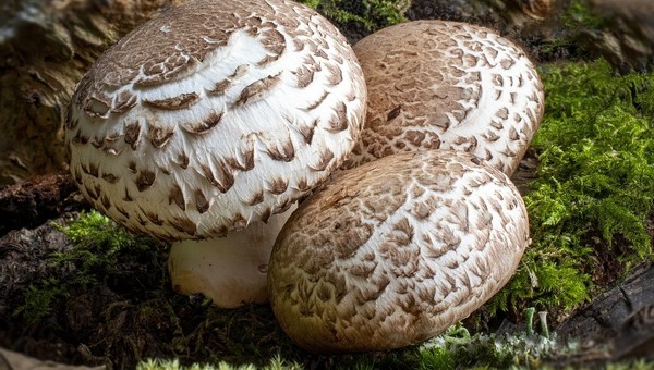 В подмосковных лесах появляется все больше летних съедобных грибов