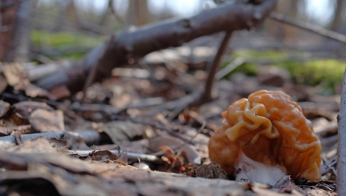 В каких округах Подмосковья больше всего апрельских грибов