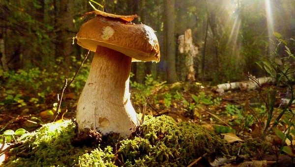 Исполинских размеров гриб вырос в московском парке (фото)