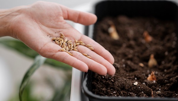 Семена готовьте только так: агроном рассказал дачникам несколько важных правил