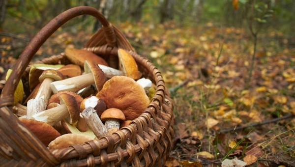 Будьте первыми: где собирать грибы в Подмосковье в октябре 