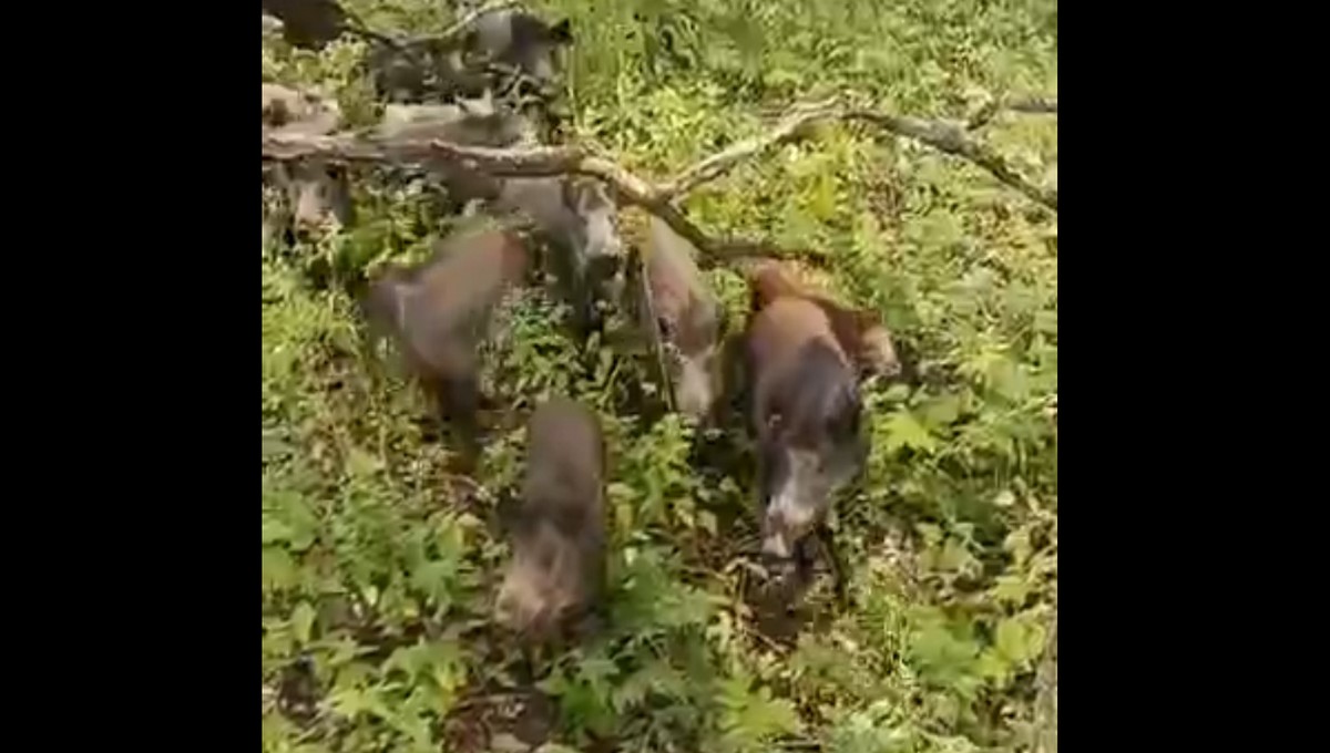 Между Серпуховом и Тулой дикие кабаны загнали семью грибников на дерево 