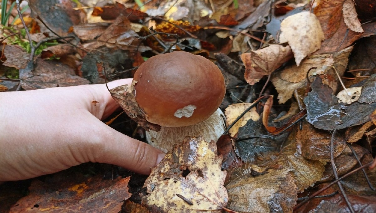 Где в Подмосковье грибы прут, несмотря на холод?