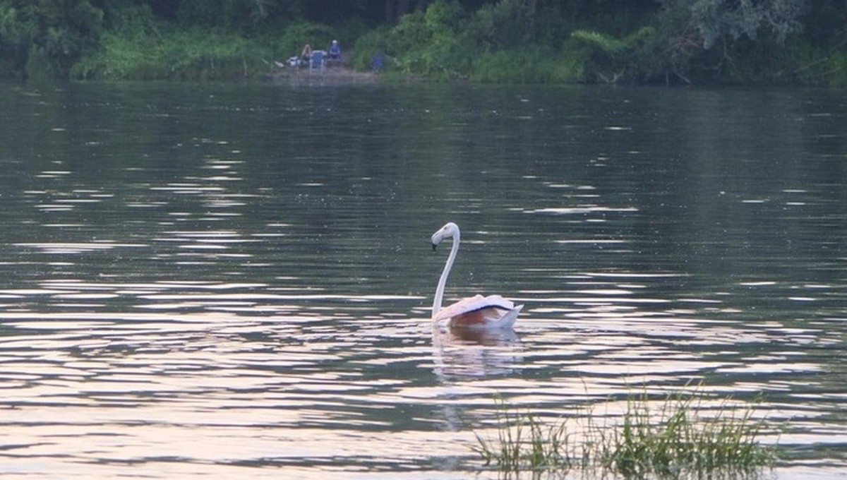 Еще одно диковинное существо заметили на реке в Серпухове