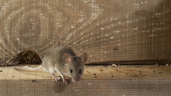 Элементарное природное средство избавит дачу от мышей зимой