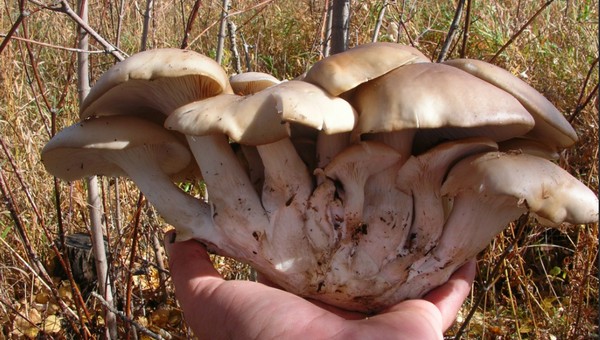  «Лес не хочет отпускать!» Грибники в Подмосковье всё ещё находят съедобные грибы
