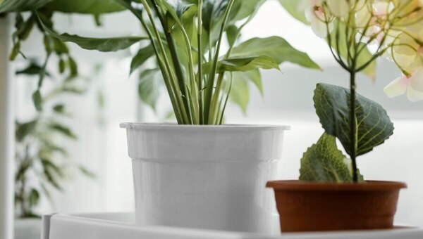 До смешного простой способ избавиться от мошек в комнатных растениях