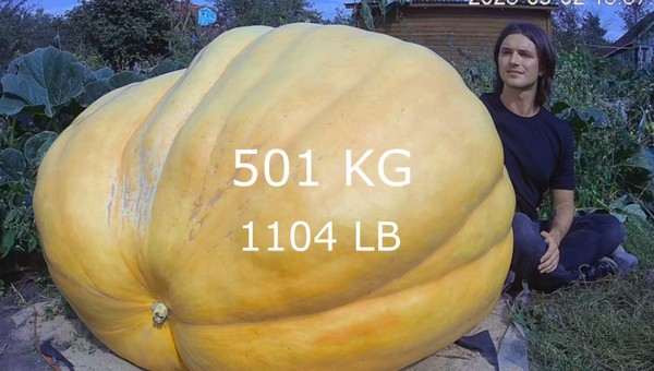 Дачник показал в коротком видео, как растил тыкву весом 500 кг