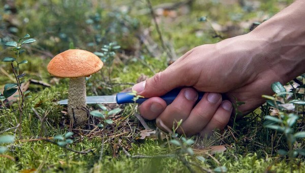 В каких районах Подмосковья до сих пор находят грибы?