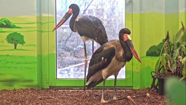 Московский зоопарк на ПМЖ принял редких птиц 