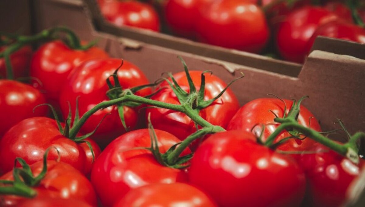 Роскачество: в томатах этих фирм нет пестицидов и прочей химии