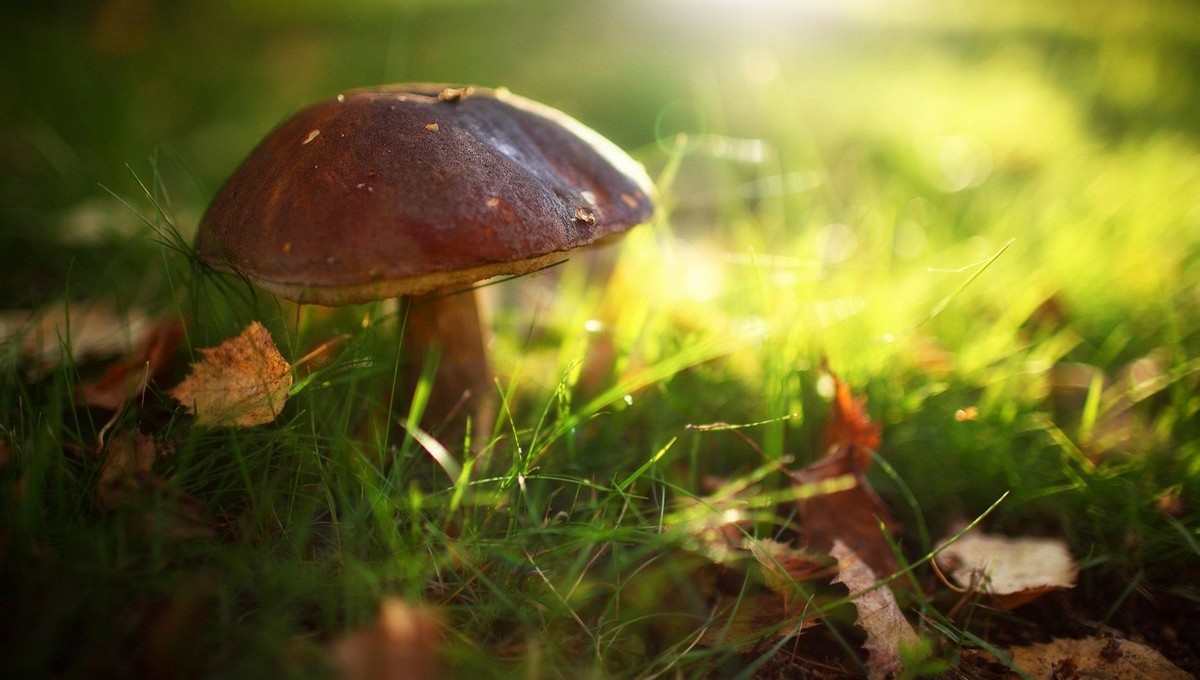 Есть ли грибы в лесах Подмосковья в жару?